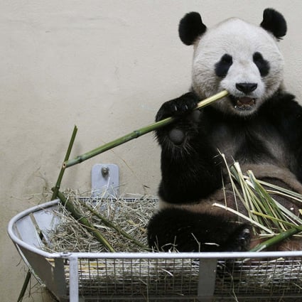 Yang Guang, the male giant panda, inside his enclosure at Edinburgh Zoo in Scotland. Photo: Reuters