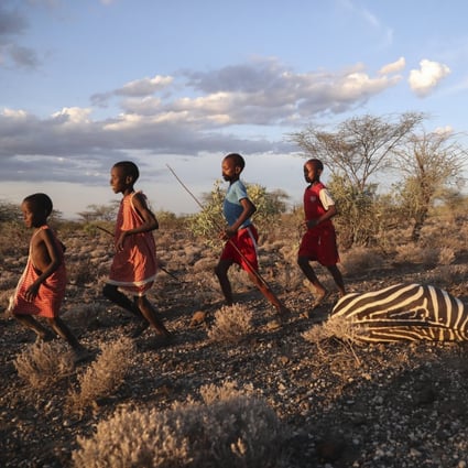 Maasai children run past a zebra that local residents said died due to drought, as they graze their cattle at Ilangeruani village, near Lake Magadi, in Kenya, on November 9. Kenyan authorities said the drought had killed hundreds of zebras among several other species in nine months. Photo: AP 