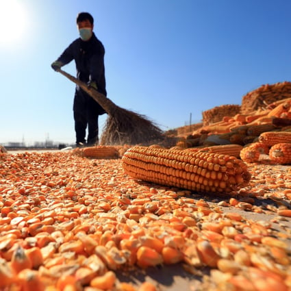 China’s domestic corn output has dropped in recent years, while import levels have been rapidly increasing since 2020. Photo: Shutterstock