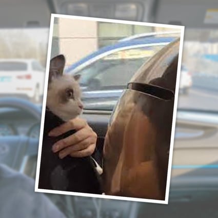 As there is no direct train from Beijing to her hometown of Jixi that allows pets on board, Zhou decided to use carpooling for the 1,600km trip. Photo: SCMP composite/handout