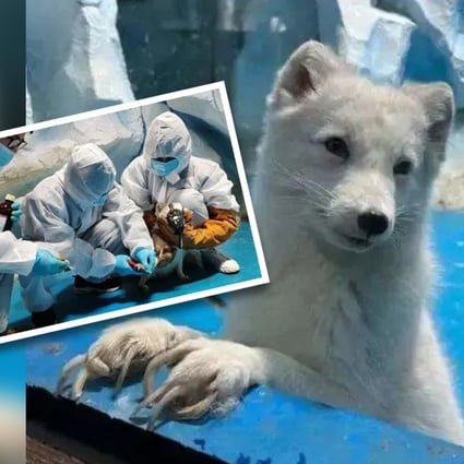 A public outcry occurred in China after a zoo failed to trim the claws of a group of Arctic foxes, which left them struggling to walk. Photo: SCMP composite/handout