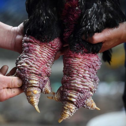 The lumpy legs of the Dong Tao chicken -- named after the commune where they’re bred in northern Vietnam -- are considered a delicacy and are a particularly popular dish among the wealthy during Vietnamese new year, known as Tet. Photo: AFP