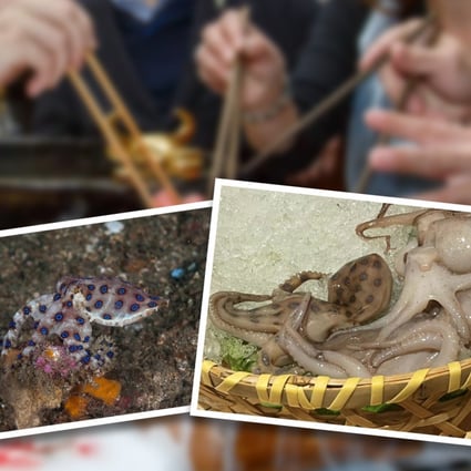 Killer octopus: venomous sea creature ends up on restaurant diner's plate in China and moments from being eaten when alarm sounded | South China Morning Post Killer octopus: venomous sea creature ends up on restaurant diner's plate in China and moments from being eaten when alarm sounded | South China Morning Post