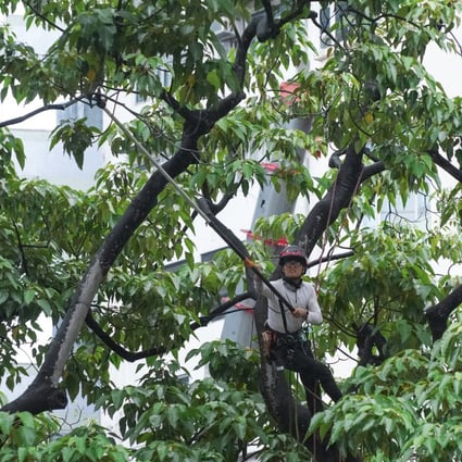 Authorities will expand the scope of tree inspections if the suggestions are adopted. Photo: Felix Wong
