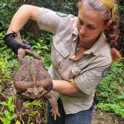 A park ranger holds the “monster” cane toad, weighing 2.7kg, that was discovered in Australia’s Conway National Park earlier this month. Photo: Queensland Department of Environment and Science Handout via AFP