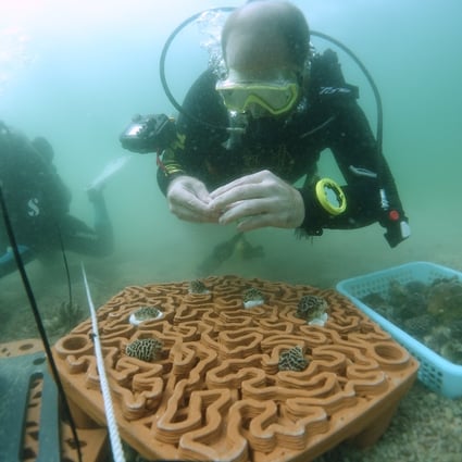 Scientists plant coral fragments onto terracotta tiles made by Archireef in Hoi Ha Wan Marine Park in Hong Kong. Photo: AFCD