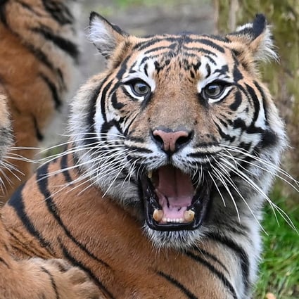 A Sumatran tiger pictured at a zoo in Britain. Fewer than 400 of the big cats are believed to remain in the wild. Photo: Reuters
