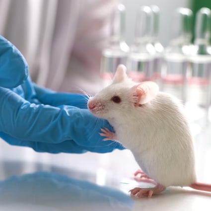 Not in the mood: Chinese study reveals why male orgasm causes mice to lose sex drive for days | South China Morning Post Not in the mood: Chinese study reveals why male orgasm causes mice to lose sex drive for days | South China Morning Post
