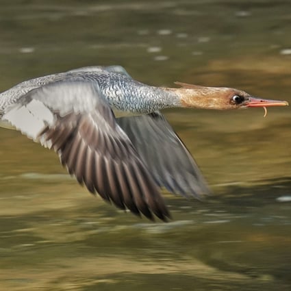 The Bird Watching Society has said a scaly-sided merganser had been spotted at a reservoir in the central New Territories. Video and photos: Marco Mui 