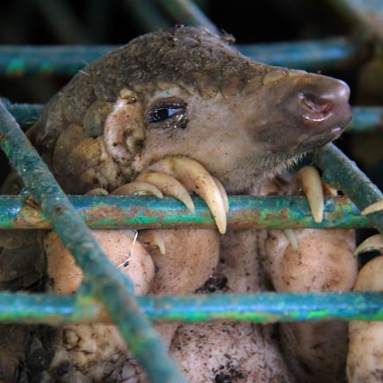 How the Chinese legend of pangolins came true – but in a terrible way |  South China Morning Post