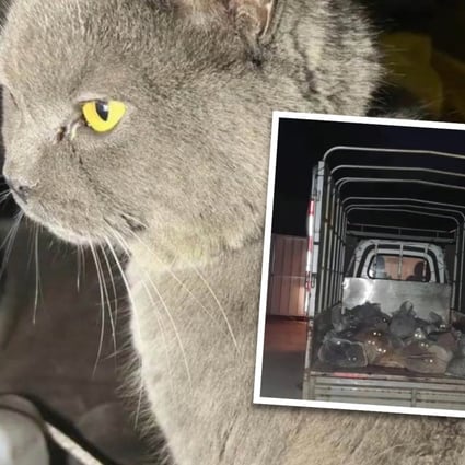 Cat owner in China tracks down missing pet 1,600km away and finds truck  full of stolen felines heading for slaughterhouse | South China Morning Post