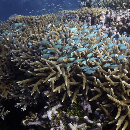 A school of fish swim above corals on Moore Reef in Gunggandji Sea Country off the coast of Queensland in eastern Australia. Photo: AP