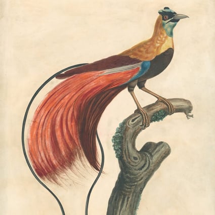 The celebrated aviary of Mr Beale : how a Macau based 19th century