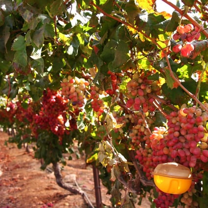 The Israeli climate is ideal for grape cultivation, in vineyards such as those at Barkan Winery. Photo: Shutterstock