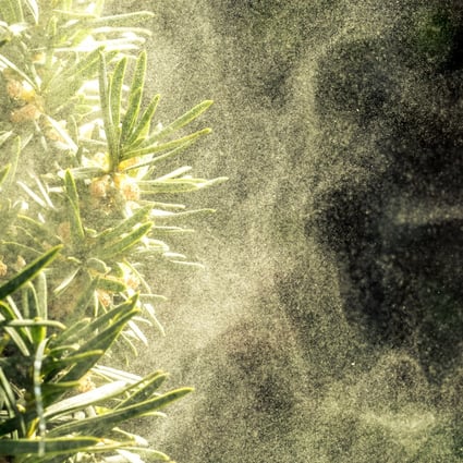 Japan plans to chop down tens of thousands of trees to tackle hay fever