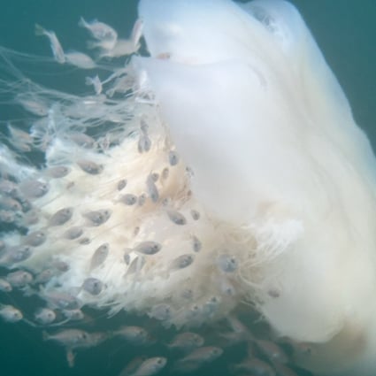 Jellyfish stings symptoms, treatment dos and don’ts, and when to seek