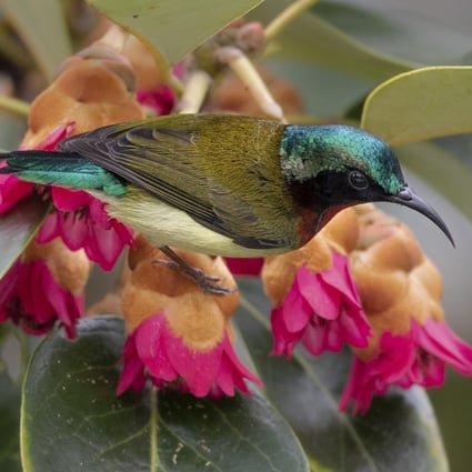 The fork-tailed sunbird on a ‘Hong Kong rose’ in the Lions Nature Education Centre, in Sai Kung, in Hong Kong. Photo: Robert Ferguson