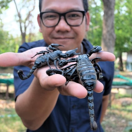 Danai Siriburee is a university lecturer who breeds scorpions for food. Photo: Tibor Krausz