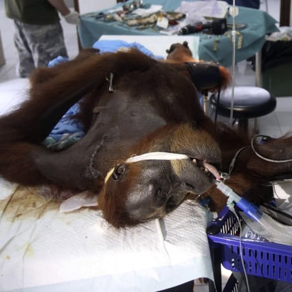 Medical workers operate on ‘Hope’ the orangutan, who was shot dozens of times with an air rifle. Photo: AP