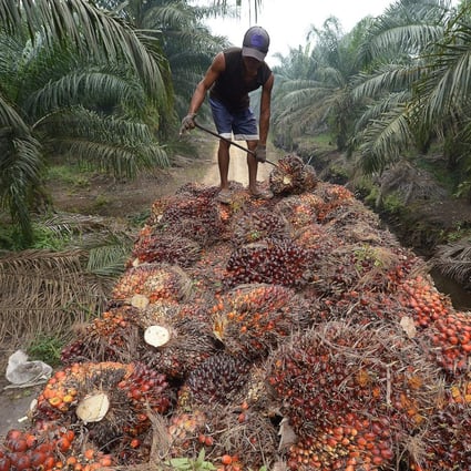 A worker handling palm oil seeds at a plantation area in Riau province, Indonesia. Photo: AFP