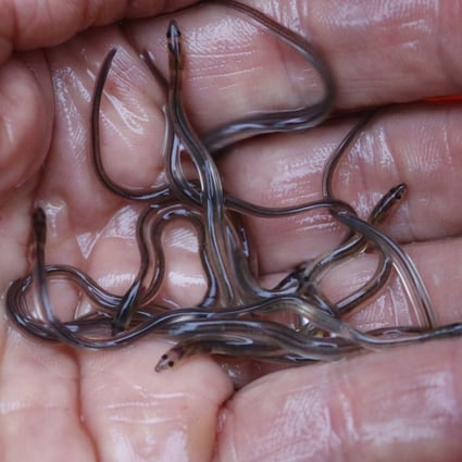 Baby eels, also known as elvers. Photo: AP