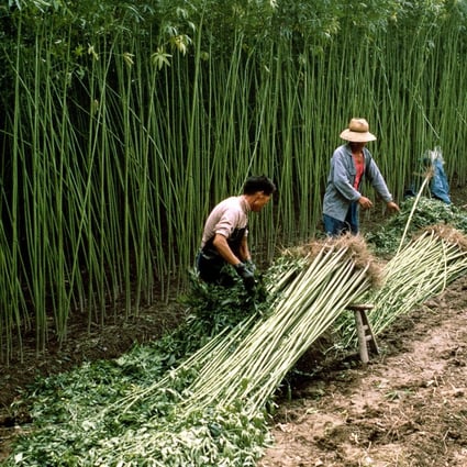 China’s hemp growers had enjoyed a frenetic rally over the past two months as investors anticipated local governments relaxing controls over the cultivation of the material. Photo: Alamy Stock Photo