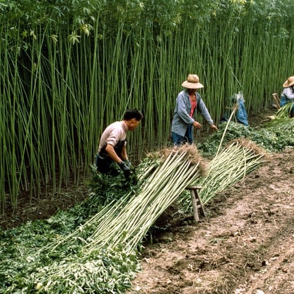 A group of workers harvest hemp at a farm near Beijing. Photo: Alamy