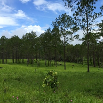 A forest of pine trees in Cambodia’s Kirirom National Park – a view that would not be out of place in Europe.
