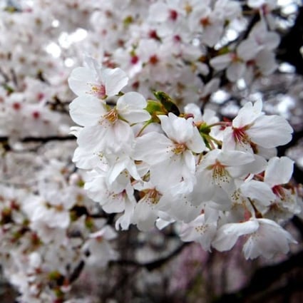 Why Are Brands Like Starbucks And Coca Cola Obsessed With Recreating The Cherry Blossom Flavour South China Morning Post
