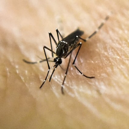 With climate change, disease-carrying mosquito species like Aedes aegypti are growing faster. While dengue is not endemic in Hong Kong, a record 163 cases were reported here in 2018. Photo: AFP