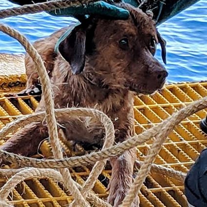 Meet Boon Rod The Survivor Dog Rescued By Oil Rig Workers 220km Off Thailand S Coast South China Morning Post