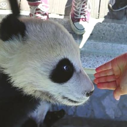 A woman upset social media users with this image of her petting a panda cub. Photo: Weibo
