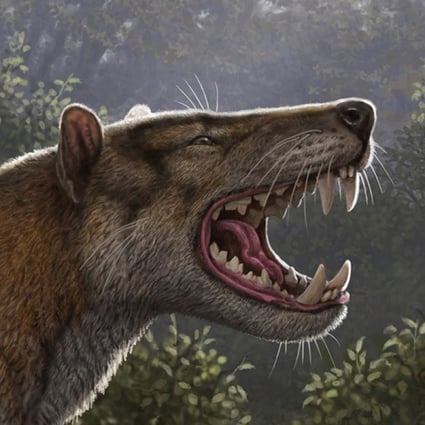 Heavier Than A Polar Bear Head The Size Of A Rhino S Fossil From New Meat Eating Giant Mammal Found In Kenya Museum Drawer South China Morning Post Instead, the animal belonged to hyaenodonta (hyaenodonts), an extinct group of predatory. heavier than a polar bear head the