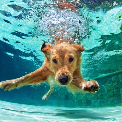 Hydrotherapy for dogs allows them to exercise and play without putting any weight on joints. It helps dogs with arthritis or hip dysplasia, and those recovering from hip or spinal surgery, making them stronger and more mobile.