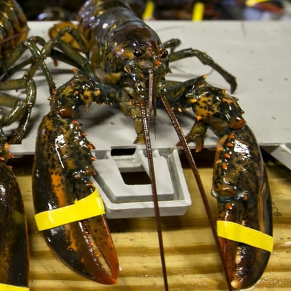 Lobsters displayed at a market. Japan’s newest troublemaking gang has called themselves the ‘Bad Lobsters’. Photo: AP