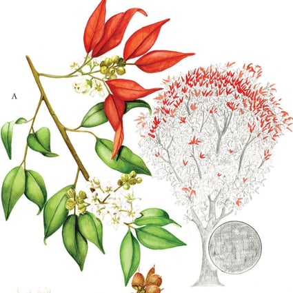Pentaphylax euroides from Portraits of Trees of Hong Kong and Southern China.
