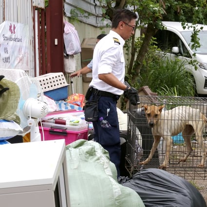 Animal welfare inspectors continue their rescue on Sunday for the cats and dogs remaining at the Stray Wonderland shelter in Ta Kwu Ling. Photo: Jonathan Wong
