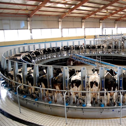Cows are milked by machine at a milking station in a dairy farm in Hohhot in north China's Inner Mongolia on October 6, 2008. Mengniu’s shares rose to a record after a veteran in the dairy industry was named as its new chairman. Photo: AFP