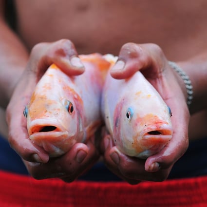 Tilapia A Fish To Feed The World And The Deadly Virus That May Destroy It South China Morning Post