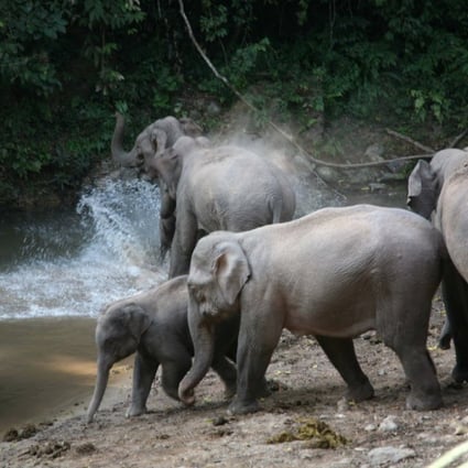 Yunnan is home to hundreds of Asian elephants. Photo: Xinhua