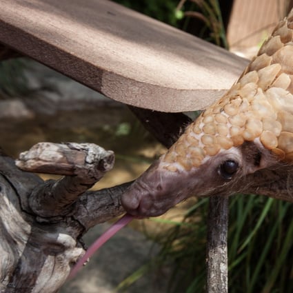 The Asian pangolin is one of the world’s most trafficked wild animals.