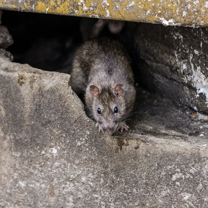 Extra rat control measures will be put in place after the latest cases. Photo: Shutterstock