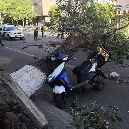 A delivery driver was killed by a falling tree. Photo: Weibo