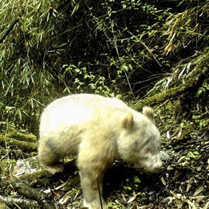 The all-white bear was captured on film in a nature reserve in southwest China. Photo: Weibo