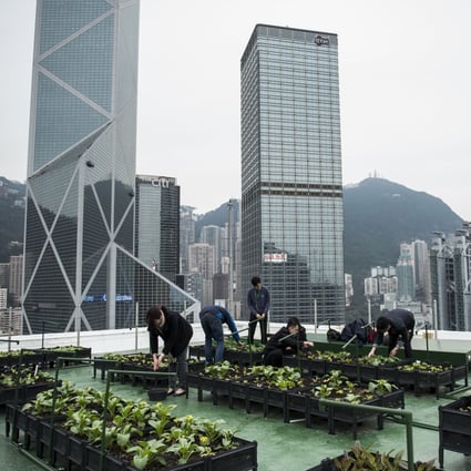 The rooftop farm on top of the Bank of America Tower in Central, Hong Kong. Initiated by real estate firm JLL, the farm produces about 660 kilograms of organic vegetables in four harvests a year, all of which are donated to the charity Feeding Hong Kong. Photo: Xaume Olleros