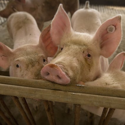 Traders are betting the pig disease that has rapidly swept through China will continue to disrupt supply and keep boosting the share prices of breeders. Photo: AP