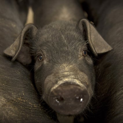 UBS economist Paul Donovan’s “Chinese pig” comment to explain the outbreak African swine fever set off a firestorm on Chinese social media. Photo: AP Photo