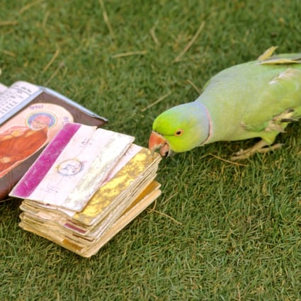 Parrot astrology is a centuries-old custom prevalent in southern India, with the birds considered to be clairvoyant. Photo: Alamy