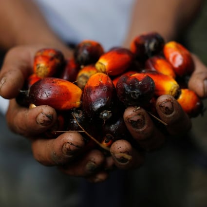 Controversial: Palm oil fruits. Photo: Reuters