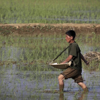 A farmer fertilises rice seedlings in fields near Pyongyang in 2017. Photo: AP